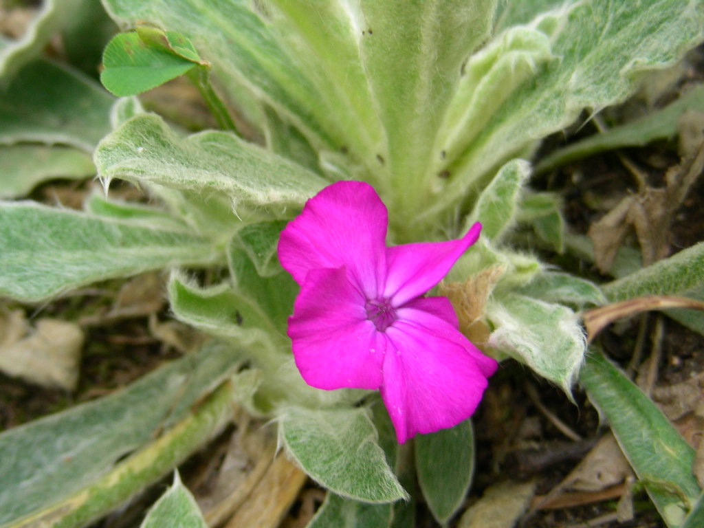 Lychnis coronaria (=Silene coronaria) / Crotonella coronaria